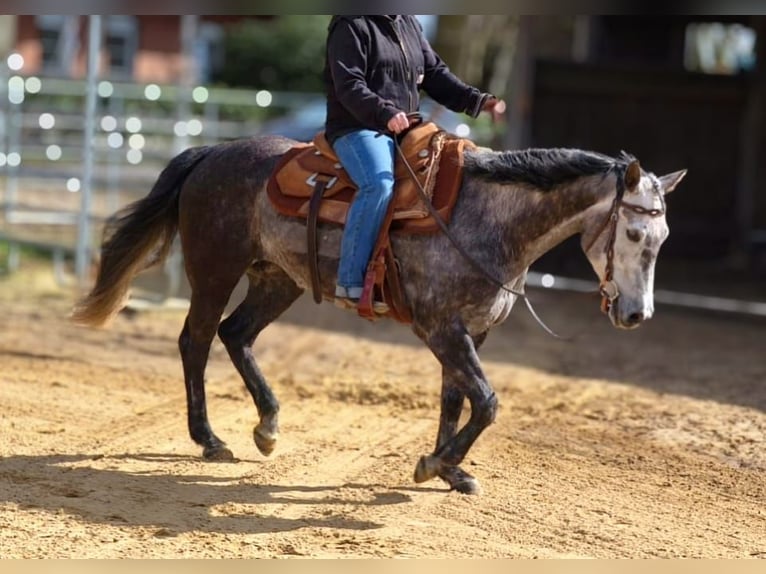 American Paint Horse Klacz 7 lat 150 cm Siwa in Ahlerstedt
