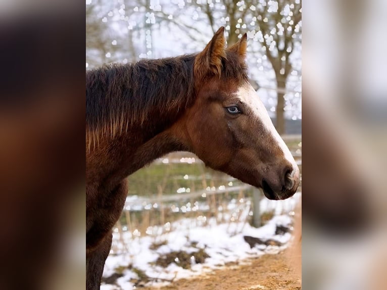 American Paint Horse Klacz 7 lat 150 cm Siwa in Ahlerstedt