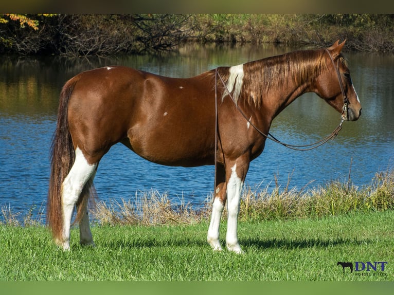 American Paint Horse Klacz 7 lat 150 cm Srokata in Henderson
