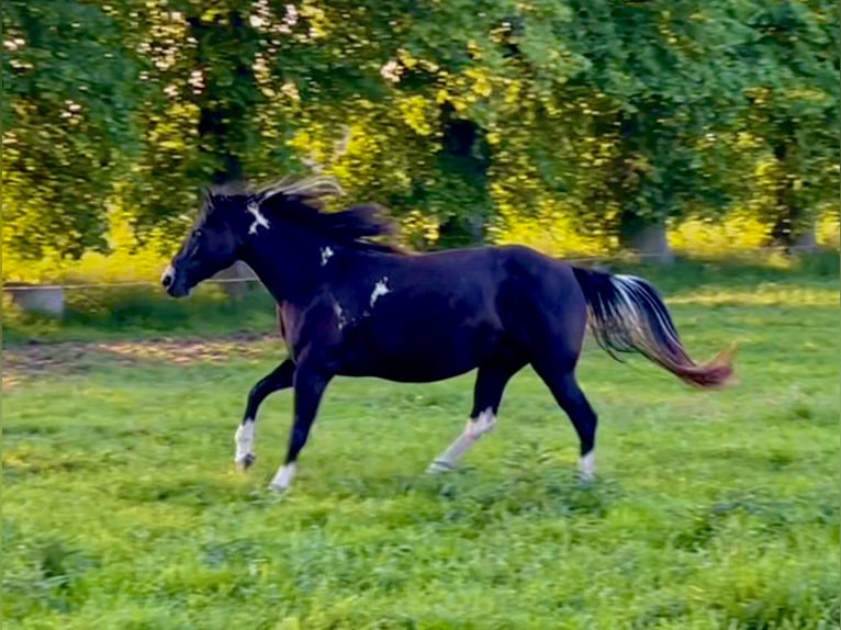 American Paint Horse Klacz 7 lat 152 cm Srokata in Asendorf