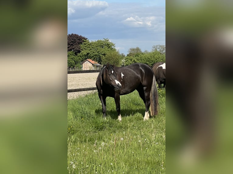 American Paint Horse Klacz 7 lat 152 cm Srokata in Asendorf