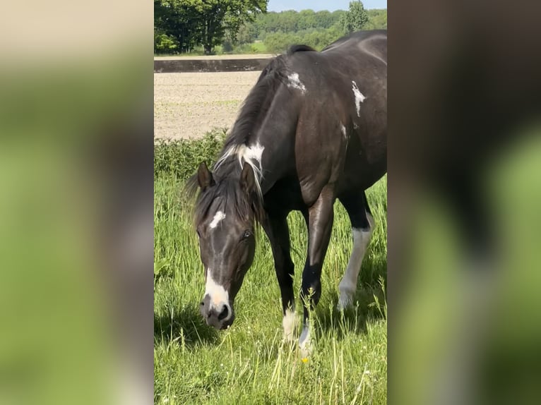 American Paint Horse Klacz 7 lat 152 cm Srokata in Asendorf