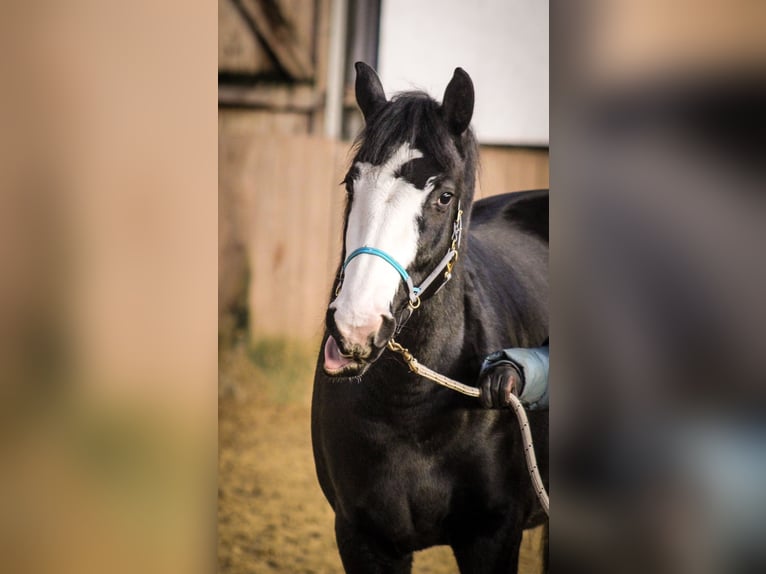 American Paint Horse Mix Klacz 7 lat 156 cm Kara in Lünen