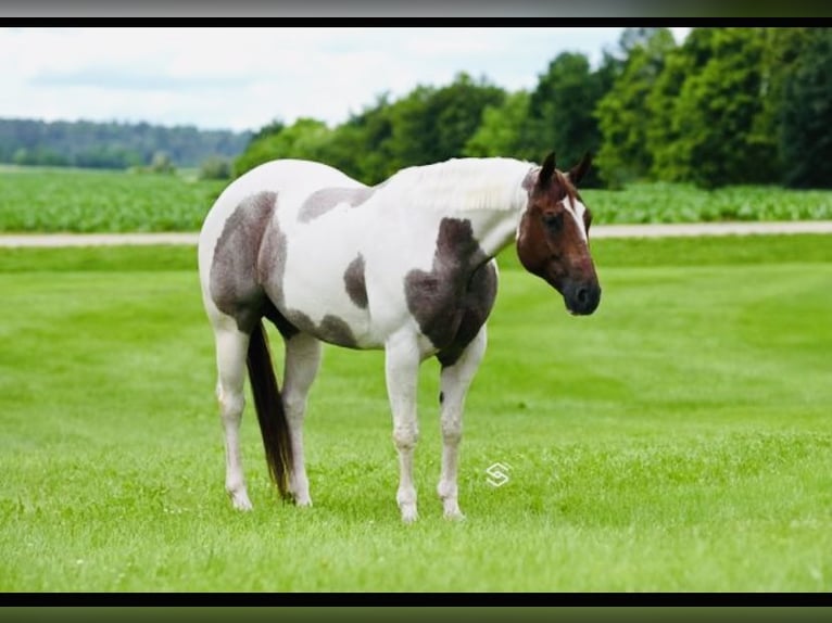 American Paint Horse Klacz 7 lat 157 cm Kasztanowatodereszowata in Aynor, SC