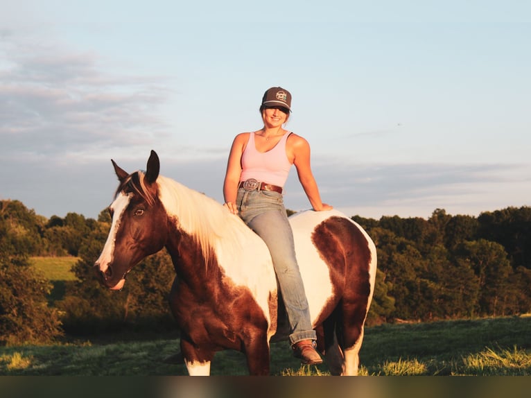 American Paint Horse Klacz 7 lat 157 cm Srokata in Macon