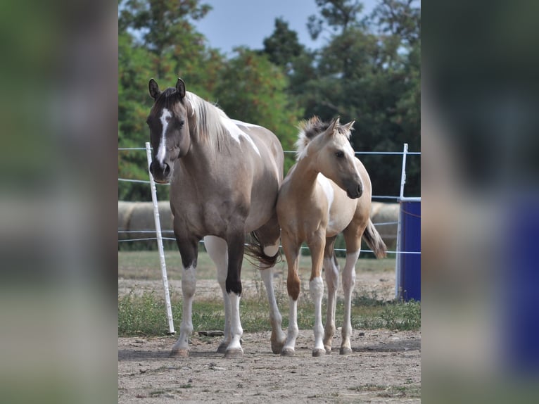 American Paint Horse Klacz 7 lat 160 cm Grullo in Nový Šaldorf-Sedlešovice - Sedlešovice