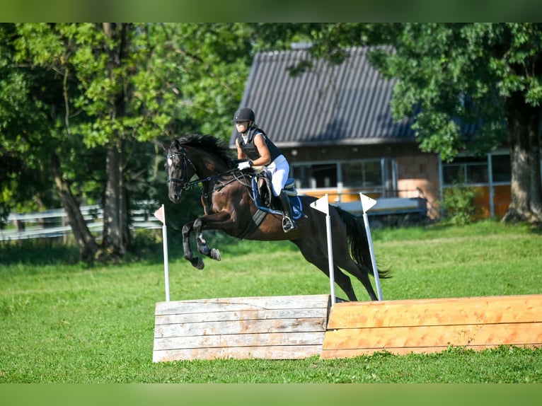 American Paint Horse Klacz 7 lat 168 cm Ciemnogniada in G&#xF6;tzis