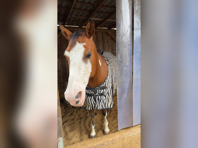 American Paint Horse Mix Klacz 7 lat in Peine