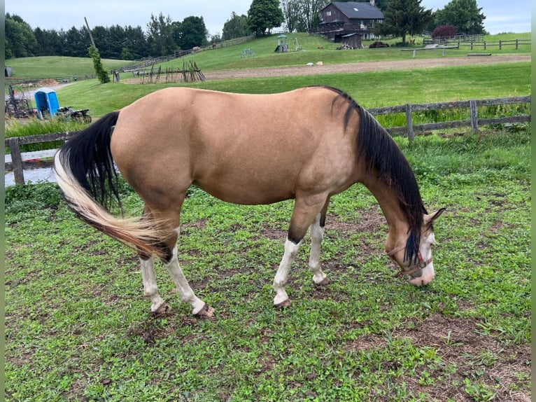 American Paint Horse Klacz 7 lat Overo wszelkich maści in Dundas, Ontario
