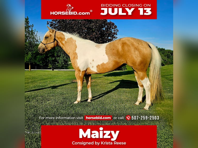American Paint Horse Klacz 7 lat Srokata in Harmony