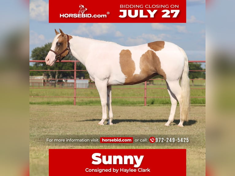 American Paint Horse Klacz 7 lat Srokata in Grand Saline