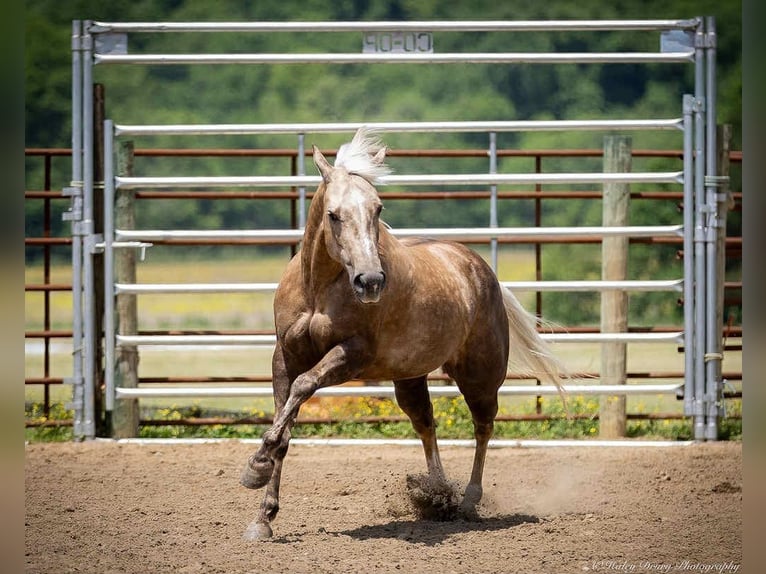 American Paint Horse Klacz 8 lat 142 cm Izabelowata in Auburn