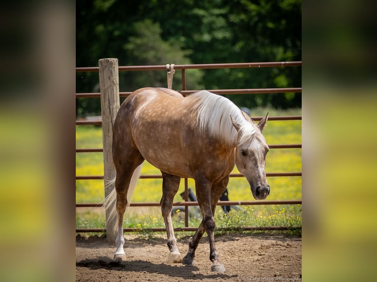 American Paint Horse Klacz 8 lat 142 cm Izabelowata in Auburn