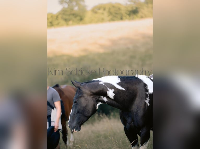 American Paint Horse Klacz 8 lat 145 cm Tobiano wszelkich maści in Hennef