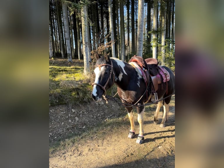 American Paint Horse Klacz 8 lat 145 cm Tobiano wszelkich maści in Hennef
