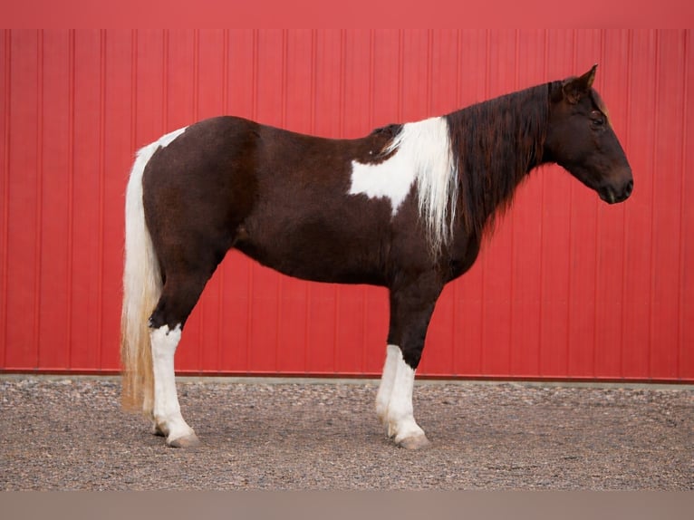 American Paint Horse Klacz 8 lat 147 cm Tobiano wszelkich maści in North Bloomfield