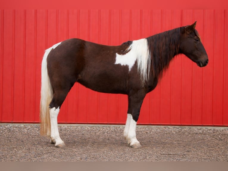 American Paint Horse Klacz 8 lat 147 cm Tobiano wszelkich maści in North Bloomfield