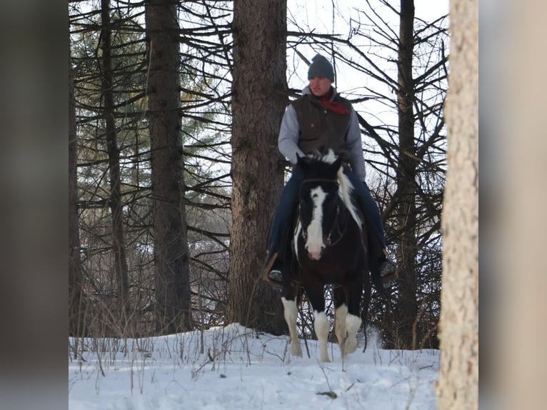 American Paint Horse Klacz 8 lat 147 cm Tobiano wszelkich maści in Howell