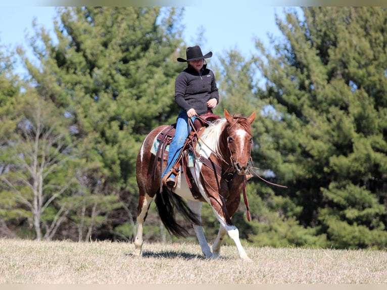 American Paint Horse Klacz 8 lat 150 cm Srokata in Clarion