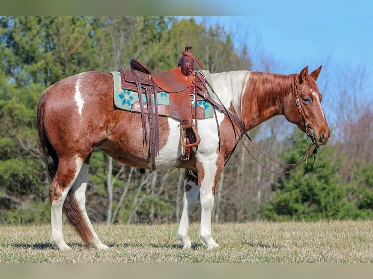 American Paint Horse Klacz 8 lat 150 cm Srokata in Clarion