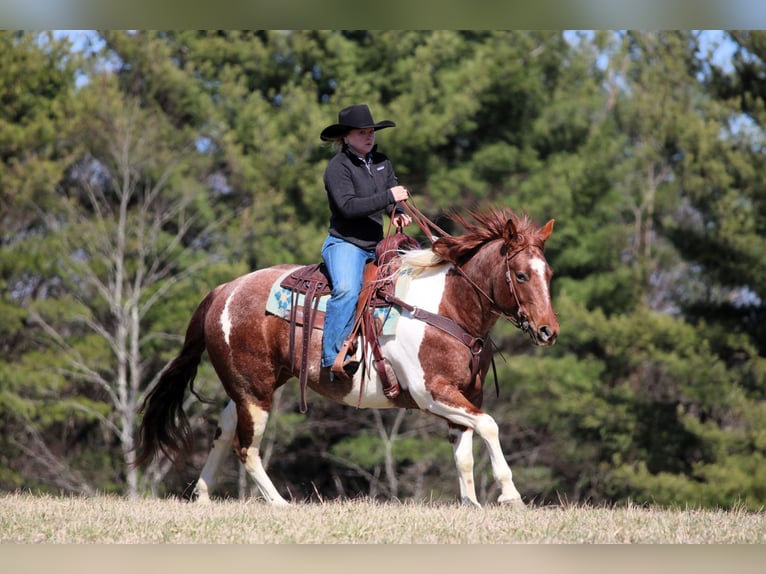 American Paint Horse Klacz 8 lat 150 cm Srokata in Clarion
