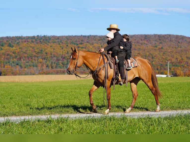 American Paint Horse Klacz 8 lat 152 cm Bułana in Rebersburg