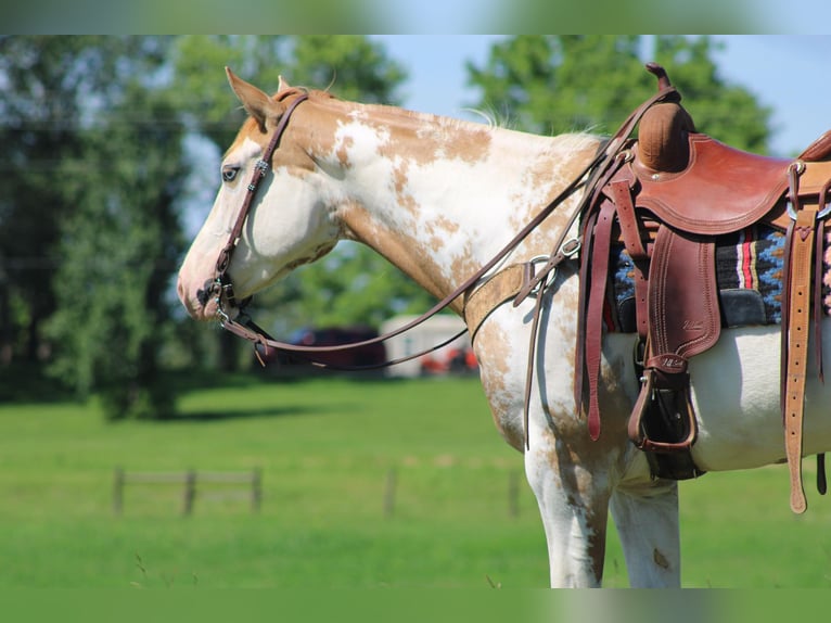 American Paint Horse Klacz 8 lat 152 cm Overo wszelkich maści in Sonora KY