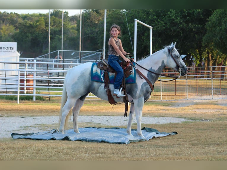 American Paint Horse Klacz 8 lat 152 cm Tobiano wszelkich maści in Stephenville TX