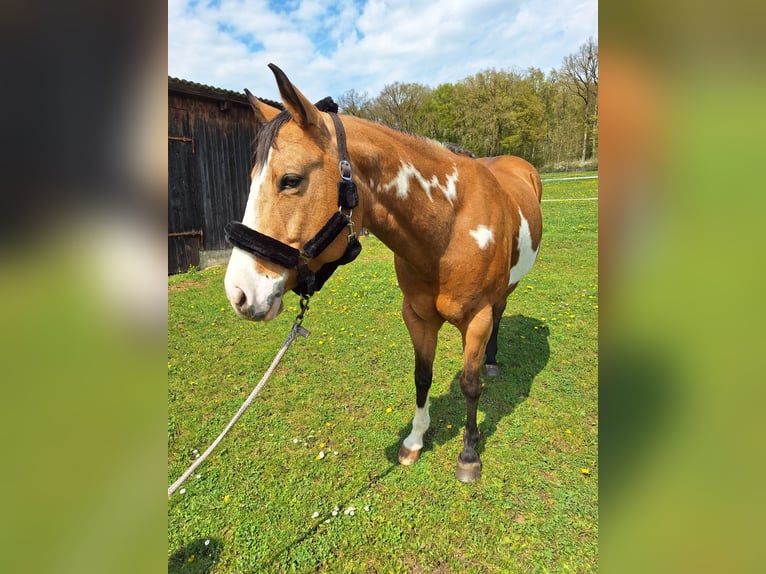 American Paint Horse Klacz 8 lat 154 cm Overo wszelkich maści in Bissingen
