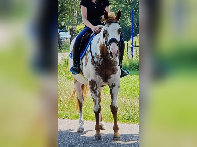 American Paint Horse Klacz 8 lat 155 cm Overo wszelkich maści in Weert