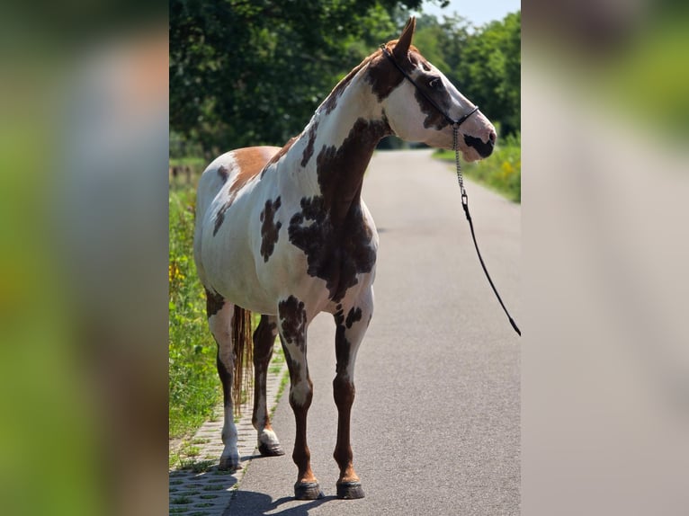 American Paint Horse Klacz 8 lat 155 cm Overo wszelkich maści in Weert