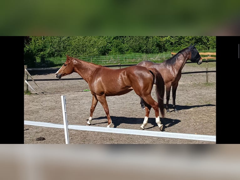 American Paint Horse Klacz 8 lat 157 cm Kasztanowata in Herzogenrath