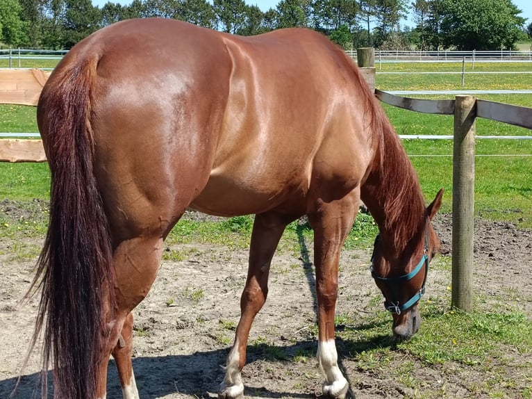 American Paint Horse Klacz 8 lat 157 cm Kasztanowata in Herzogenrath