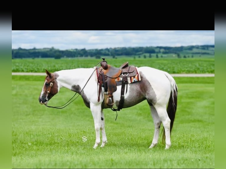 American Paint Horse Klacz 8 lat 157 cm Kasztanowatodereszowata in Aynor, SC