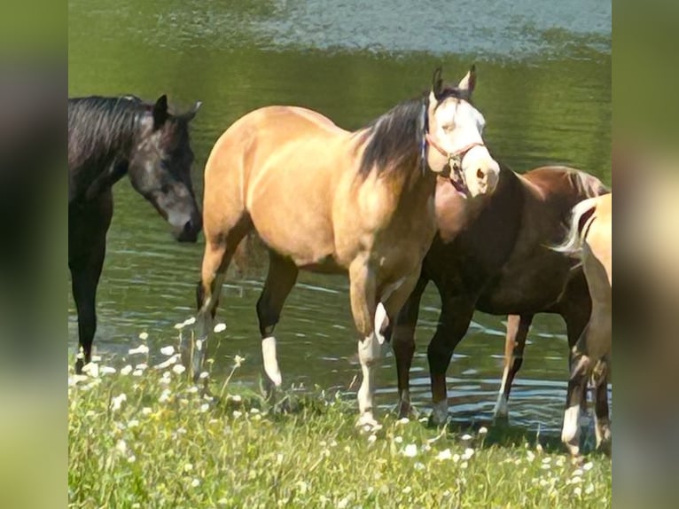 American Paint Horse Klacz 8 lat Overo wszelkich maści in Dundas, Ontario