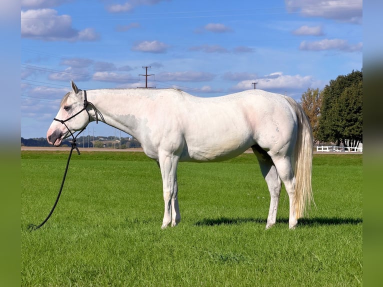 American Paint Horse Klacz 8 lat Siwa in Cannon Falls