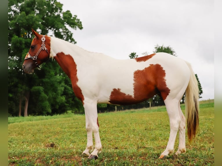 American Paint Horse Klacz 8 lat Srokata in Dundee