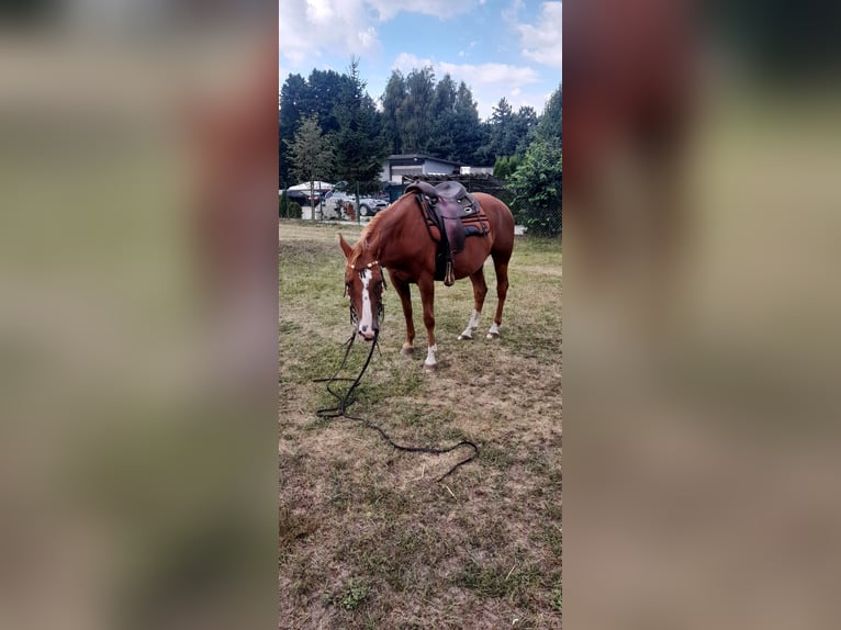 American Paint Horse Klacz 9 lat 143 cm Kasztanowata in Rzgów