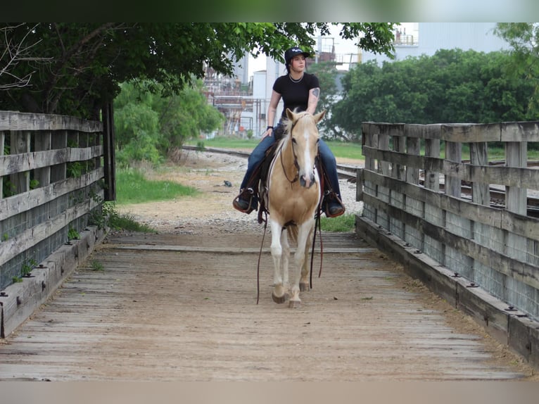 American Paint Horse Klacz 9 lat 150 cm Izabelowata in Poolville