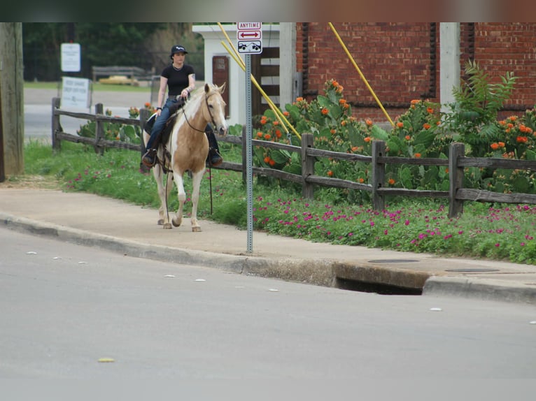 American Paint Horse Klacz 9 lat 150 cm Izabelowata in Poolville