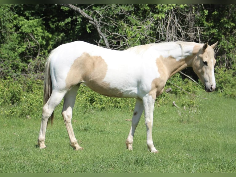 American Paint Horse Klacz 9 lat 150 cm Izabelowata in Poolville