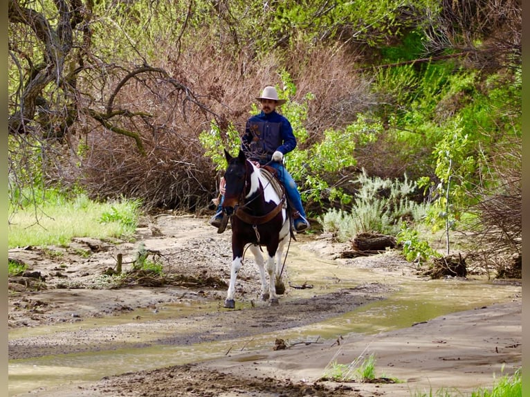 American Paint Horse Klacz 9 lat 150 cm Tobiano wszelkich maści in Tres Pinos