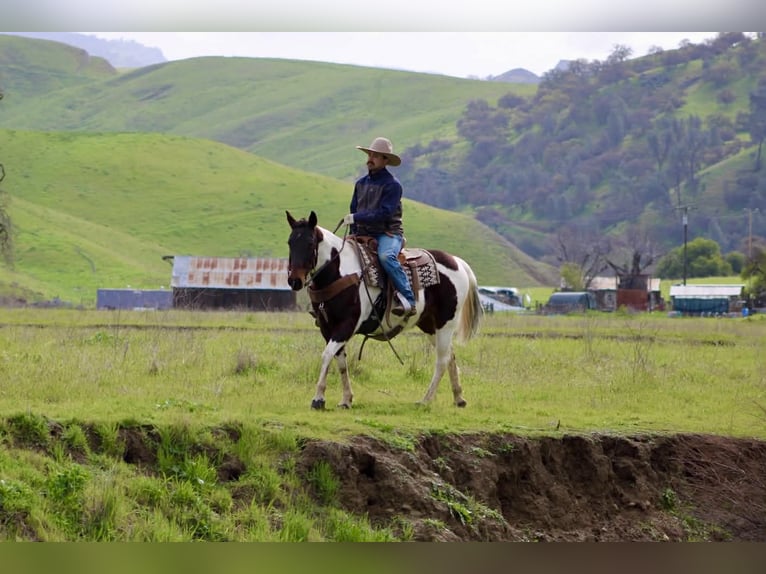 American Paint Horse Klacz 9 lat 150 cm Tobiano wszelkich maści in Tres Pinos