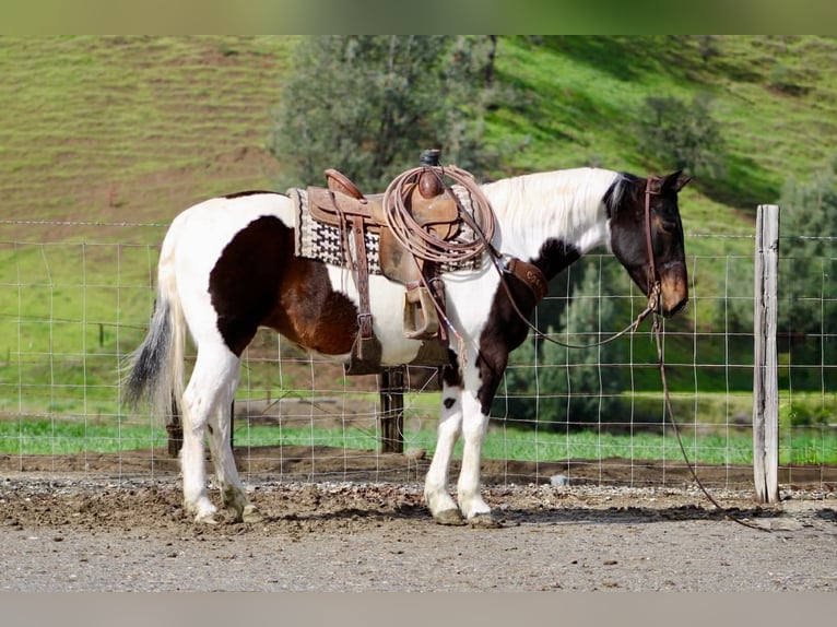 American Paint Horse Klacz 9 lat 150 cm Tobiano wszelkich maści in Tres Pinos
