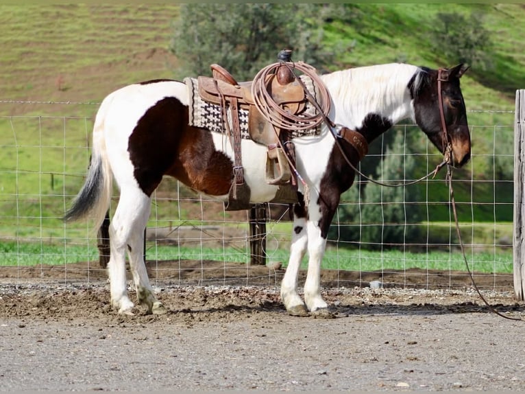 American Paint Horse Klacz 9 lat 150 cm Tobiano wszelkich maści in Tres Pinos
