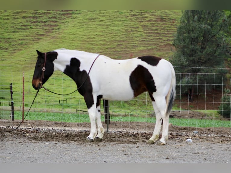 American Paint Horse Klacz 9 lat 150 cm Tobiano wszelkich maści in Tres Pinos