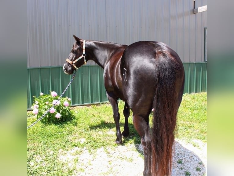 American Paint Horse Klacz 9 lat 157 cm Kara in Carleton