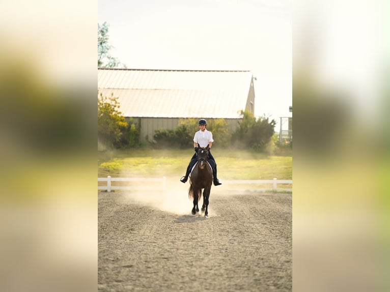American Paint Horse Klacz 9 lat 157 cm Kara in Carleton