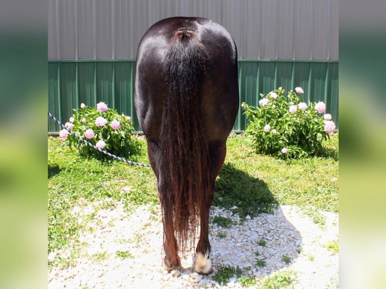 American Paint Horse Klacz 9 lat 157 cm Kara in Carleton