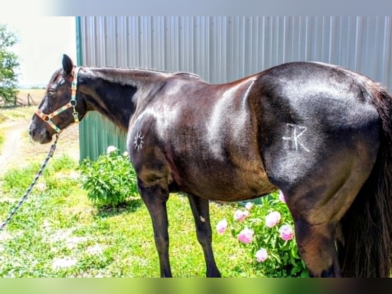 American Paint Horse Klacz 9 lat 157 cm Kara in Carleton